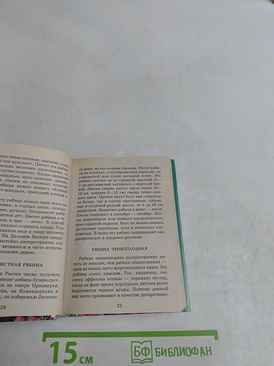 Лечение шиповником, калиной, рябиной
