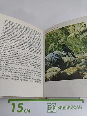 За пером синей птицы
