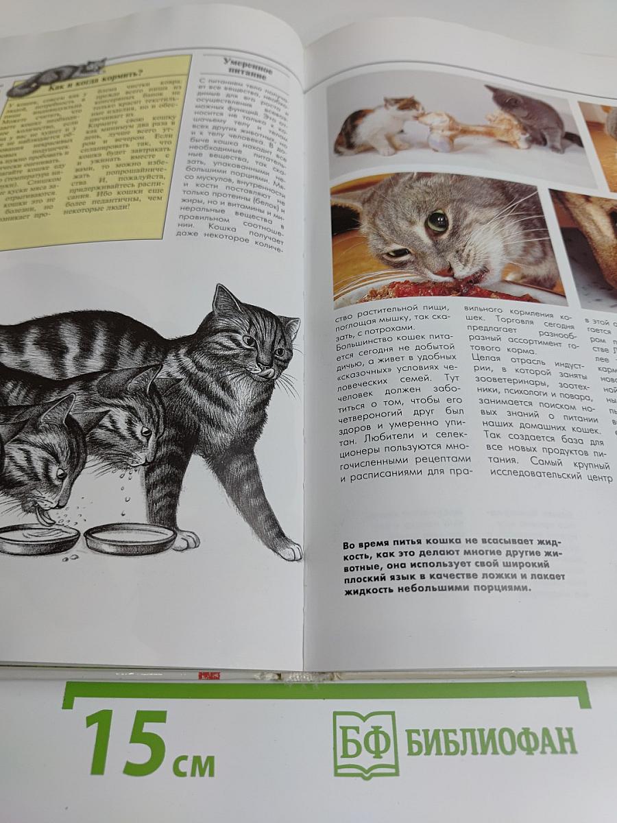 Кошек надо понимать
