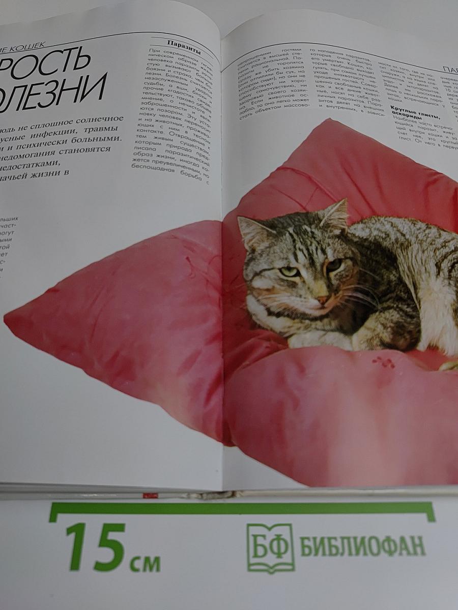 Кошек надо понимать