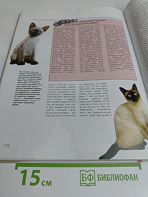 Кошек надо понимать
