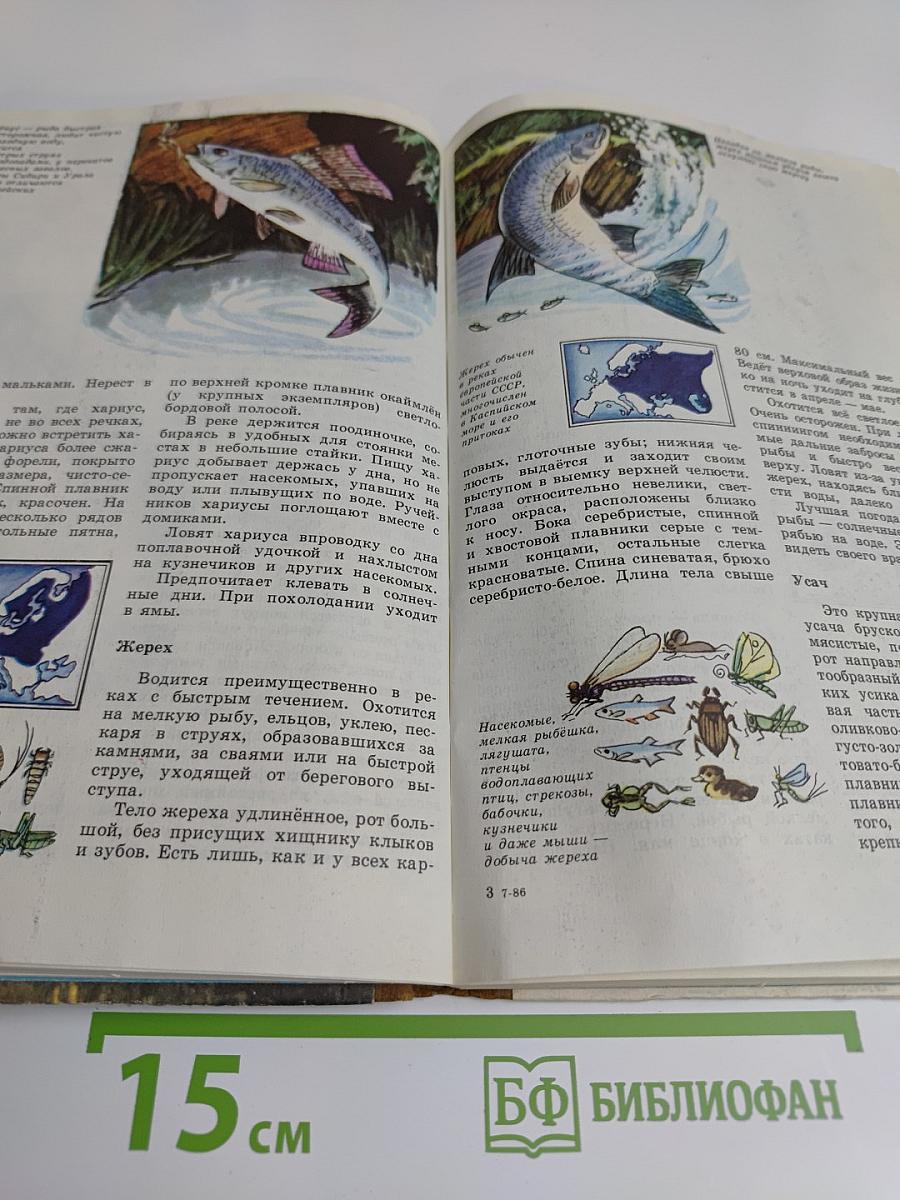 Юный рыболов