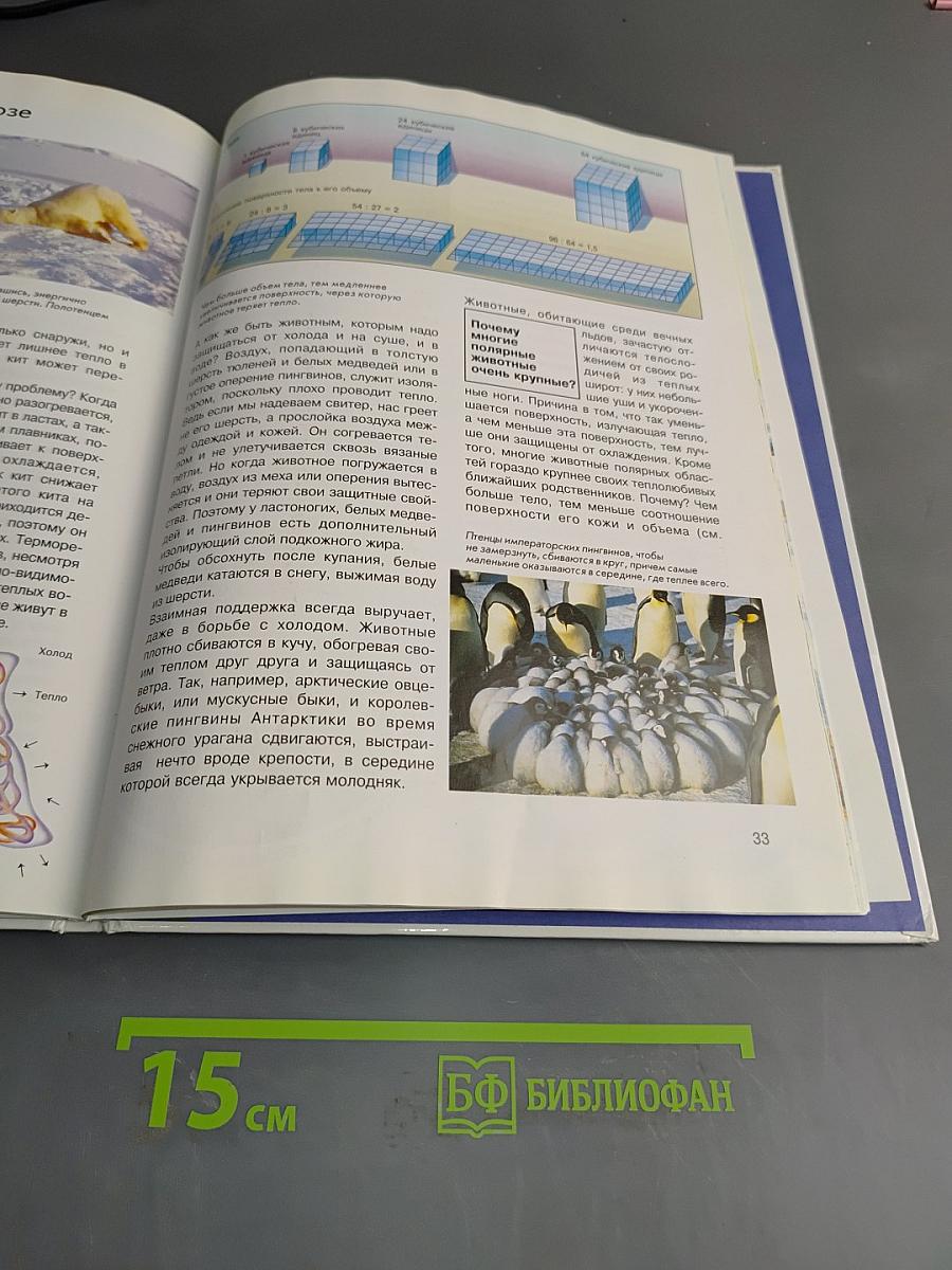 Арктика и Антарктика