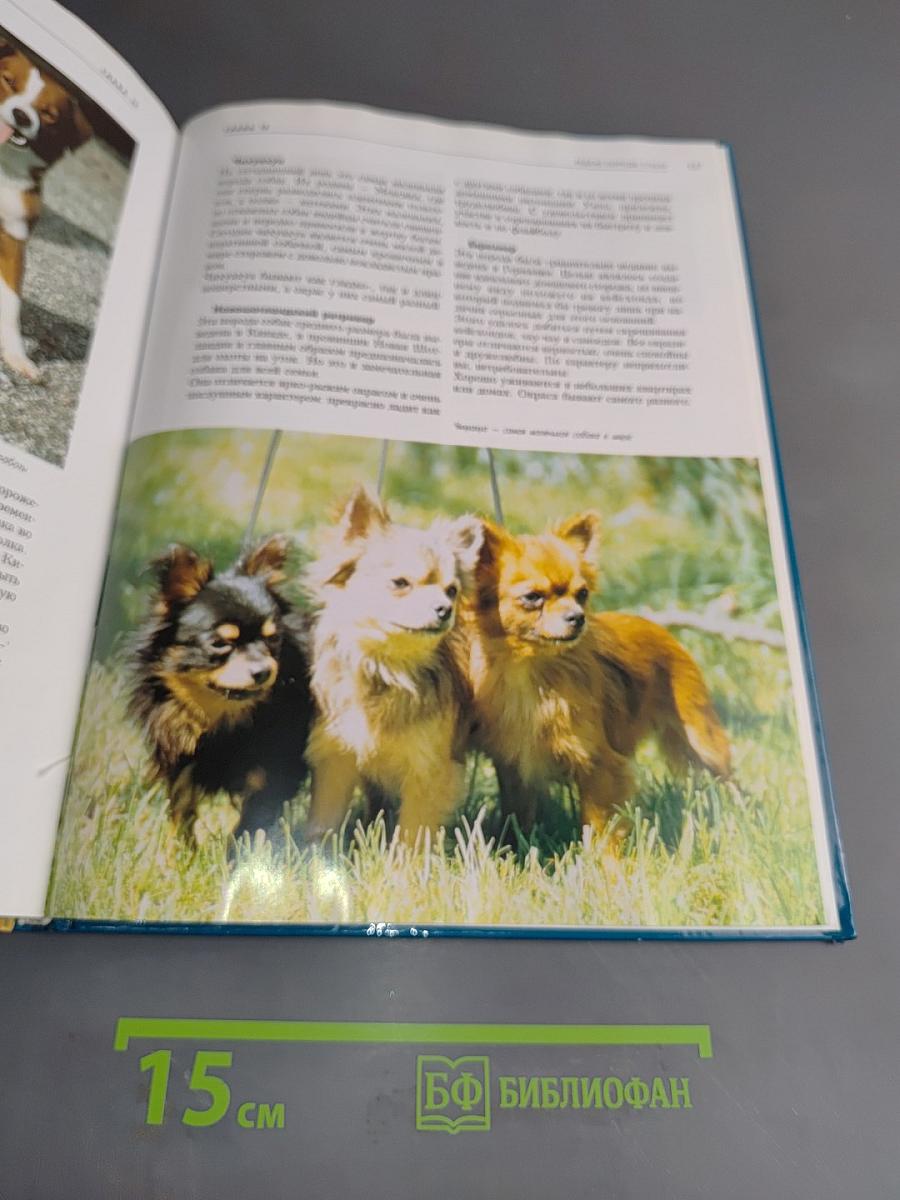 Собаки