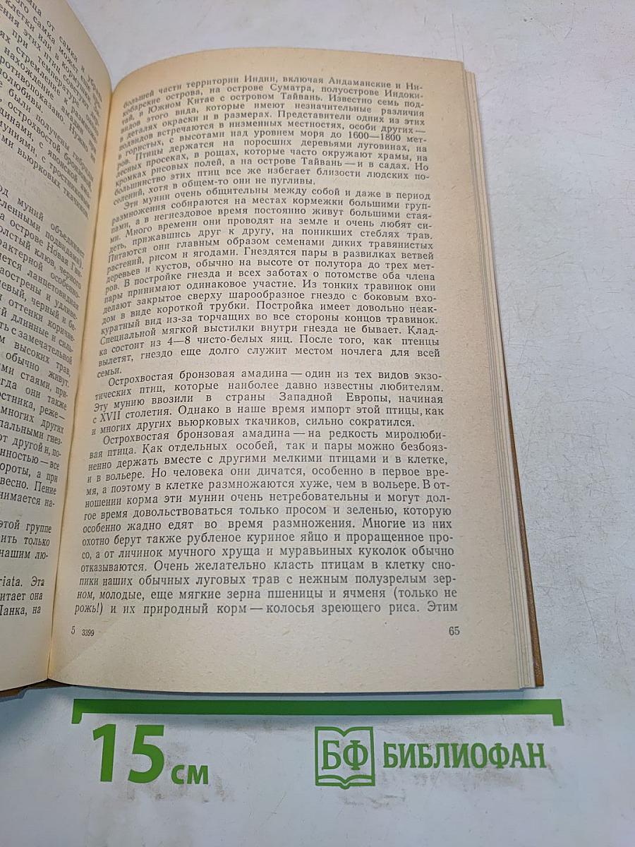 Экзотические птицы в нашем доме