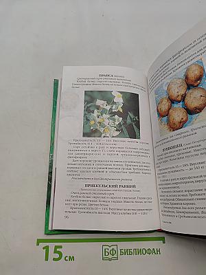 Картофель