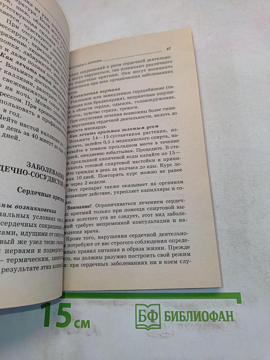 Золотой ус — лекарь на подоконнике