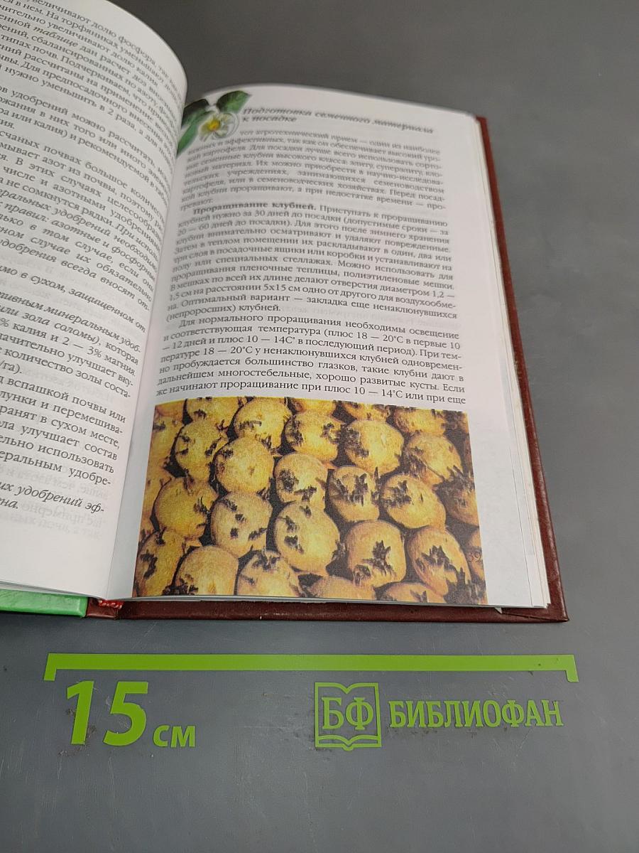 Картофель
