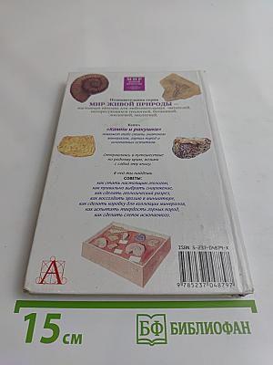 Камни и ракушки