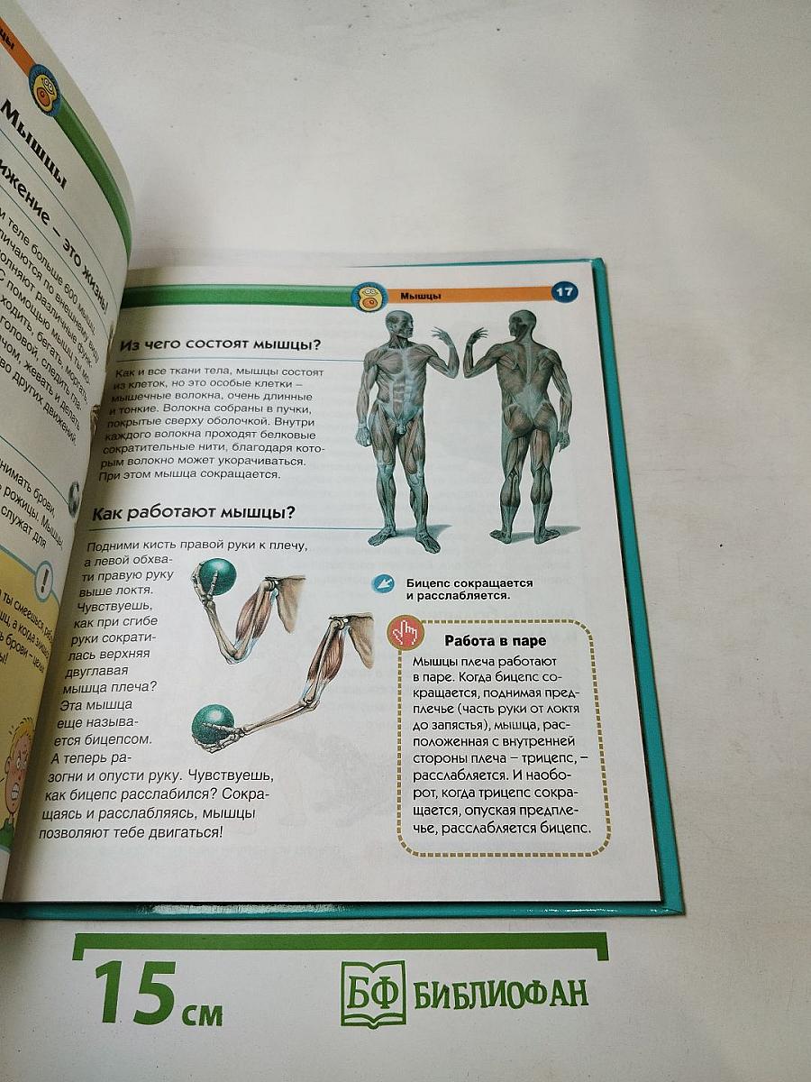 Тело человека