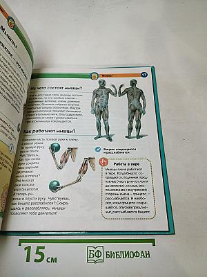 Тело человека