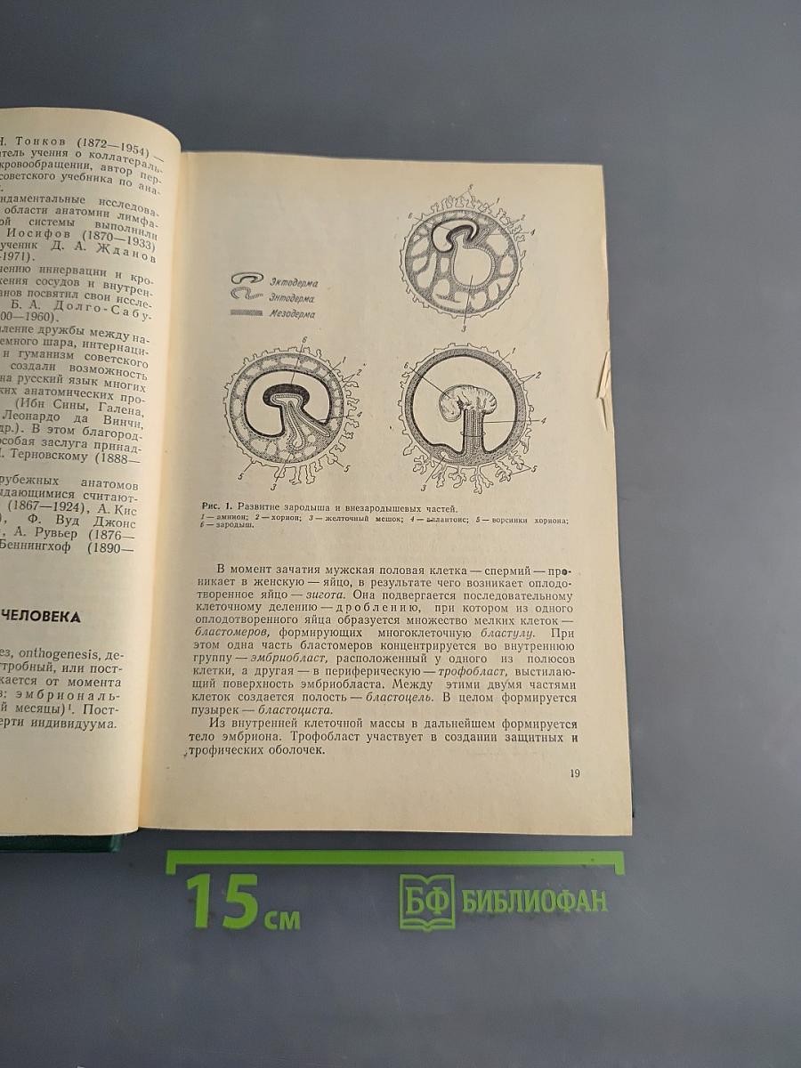 Анатомия человека