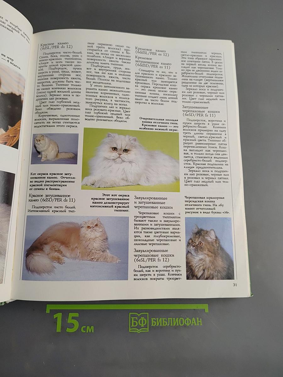 Кошки