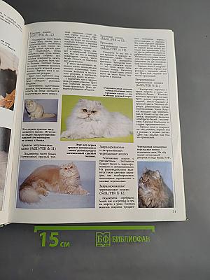 Кошки