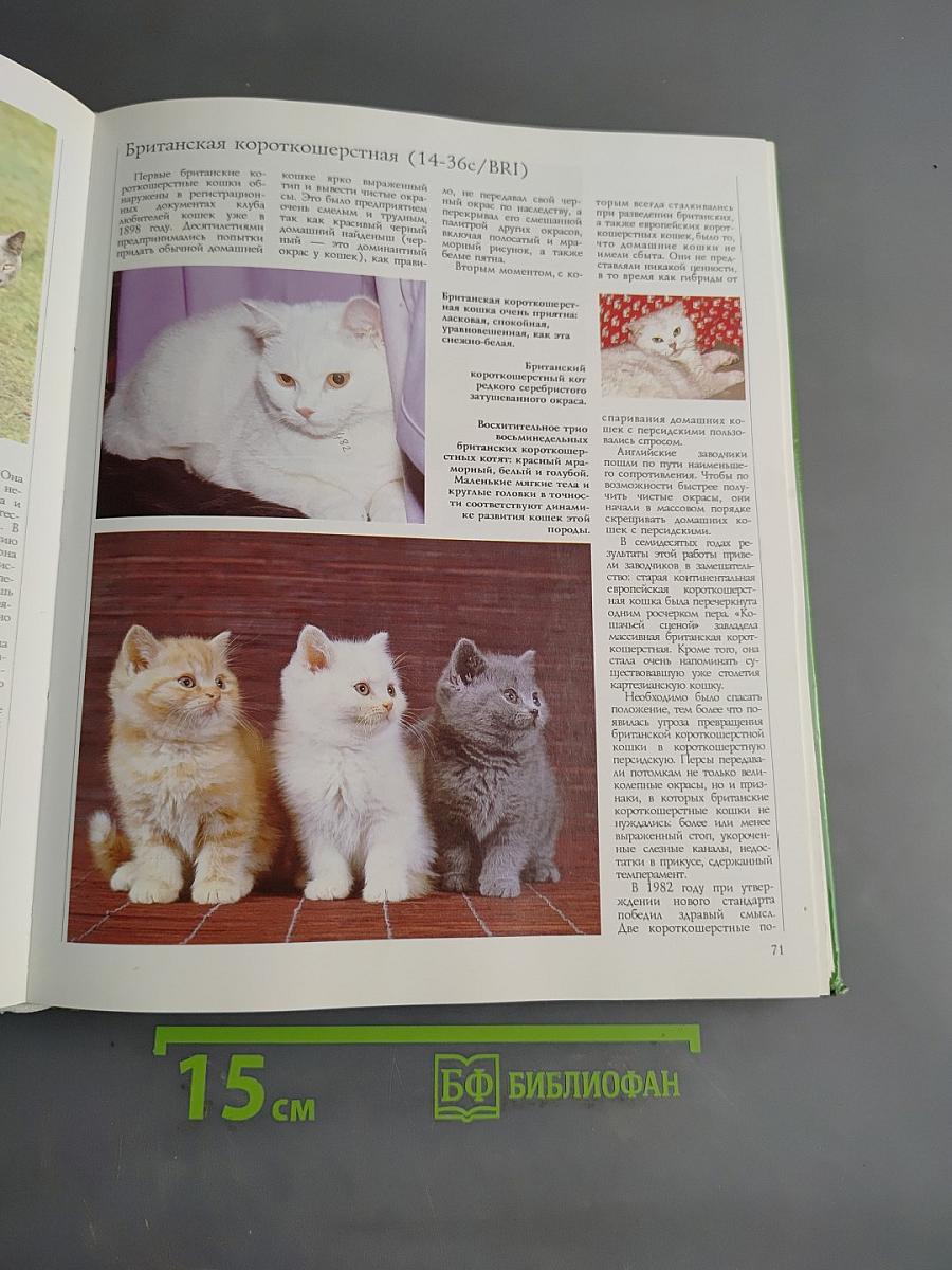Кошки
