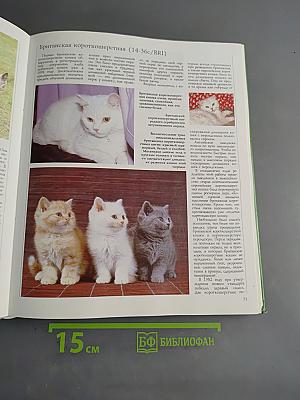 Кошки