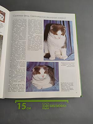 Кошки