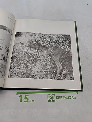Заповедник «Кивач»