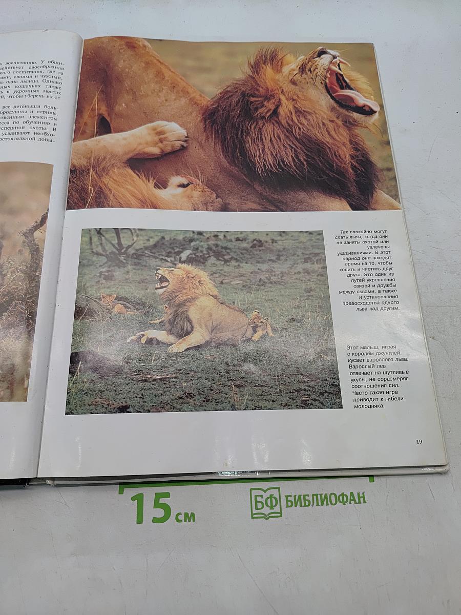 Большие кошки