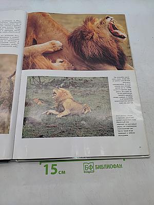 Большие кошки