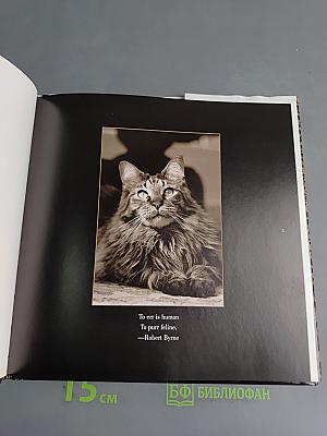 Catography