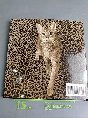 Catography