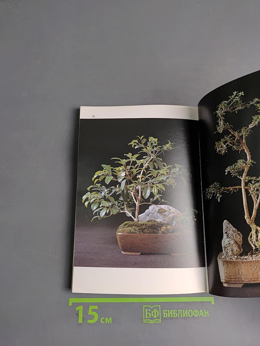 Zimmer-Bonsai