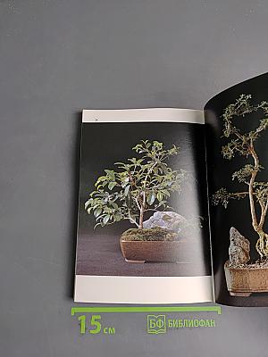 Zimmer-Bonsai