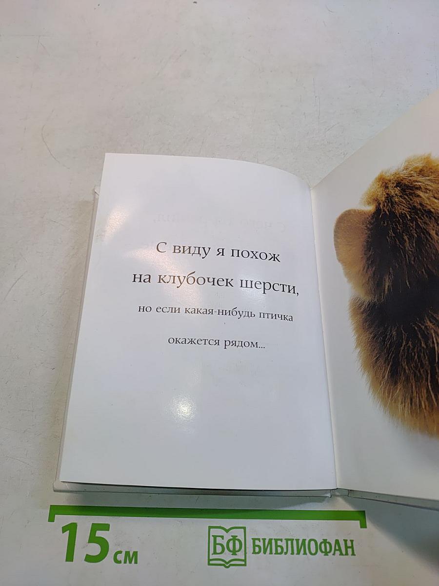 Самые очаровательные кошки