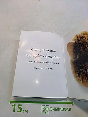 Самые очаровательные кошки
