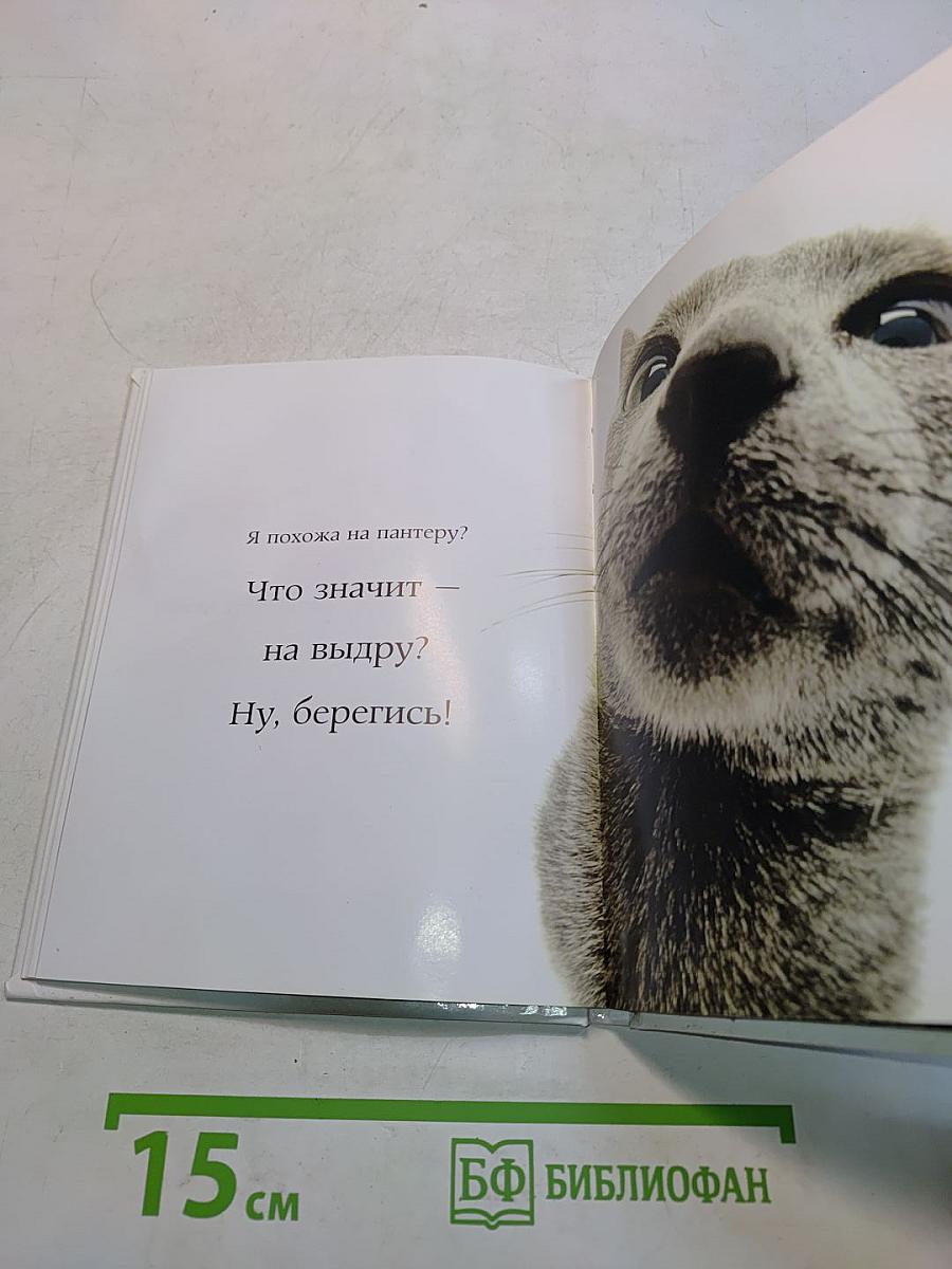 Самые очаровательные кошки