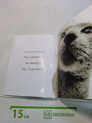 Самые очаровательные кошки