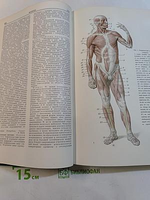 Малая медицинская энциклопедия. Том 6. Молокоотсос – Ототопика