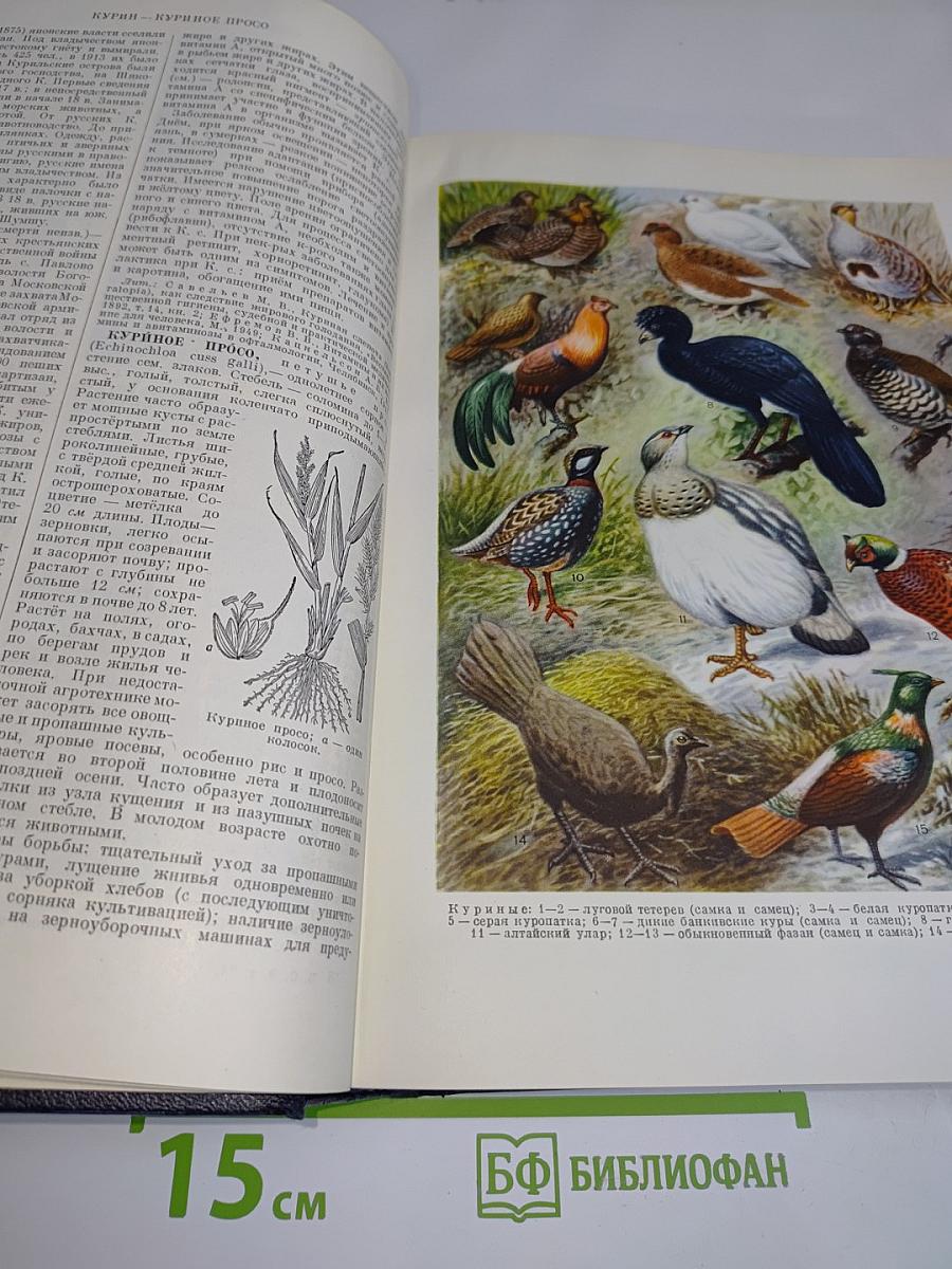 Большая Советская Энциклопедия. Том 24. Кукуруза — Лесничество