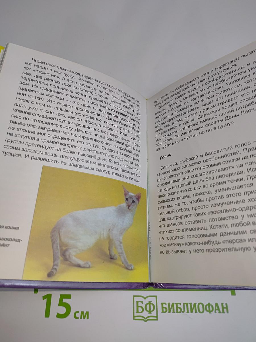 Сиамская кошка