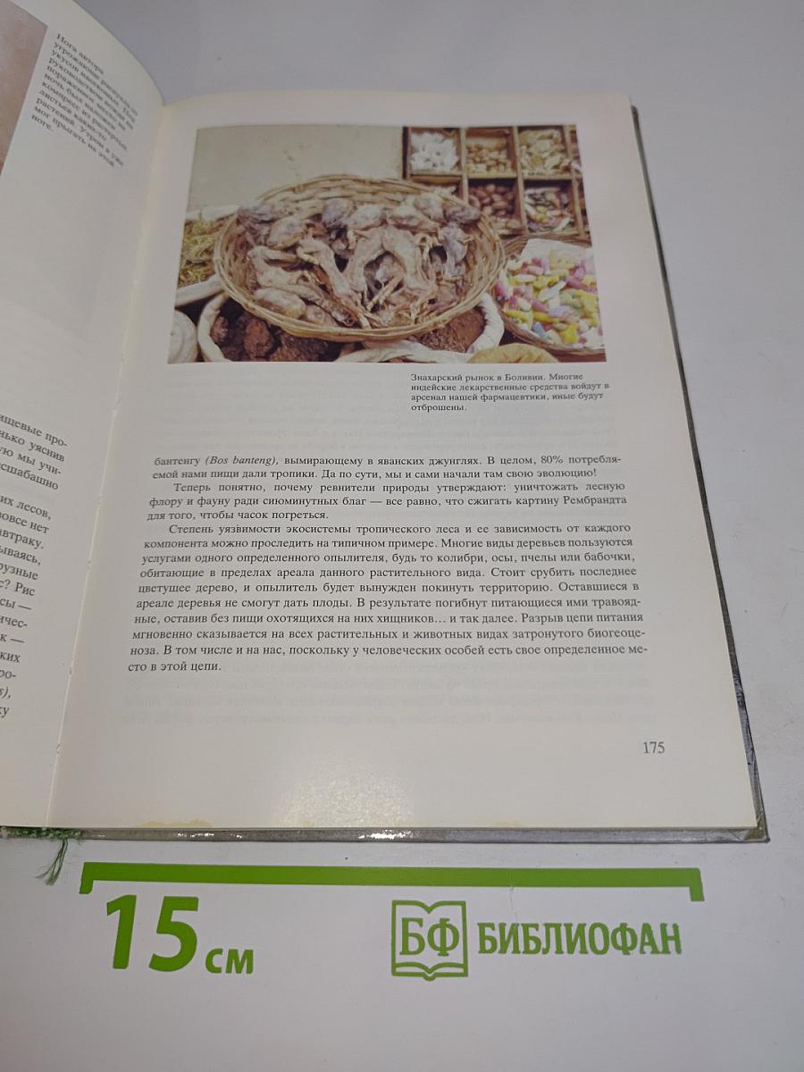 Легкие нашей планеты