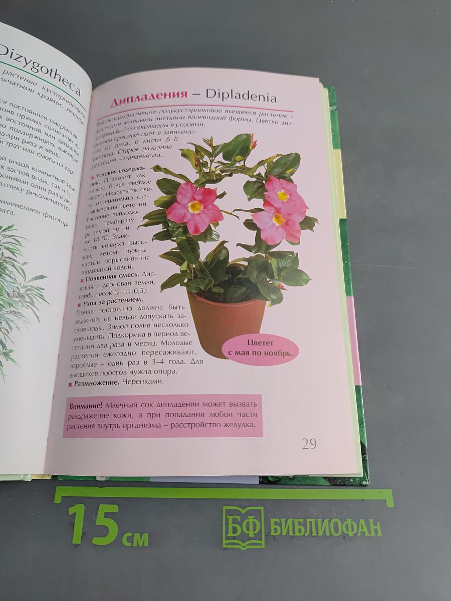 Самые любимые комнатные цветы