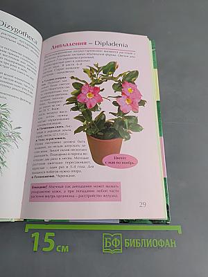Самые любимые комнатные цветы