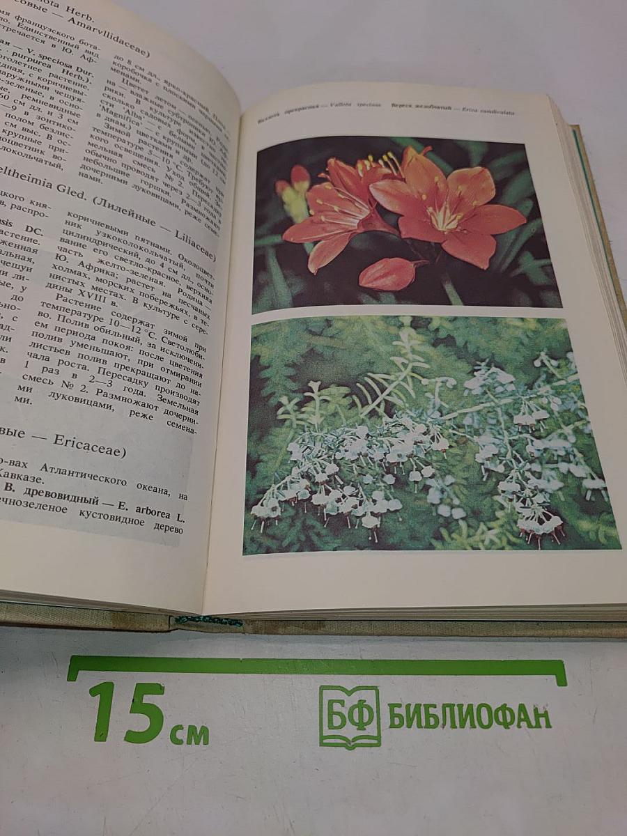 Комнатные растения