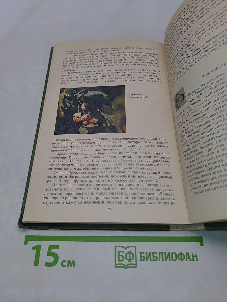 Лес и его жизнь