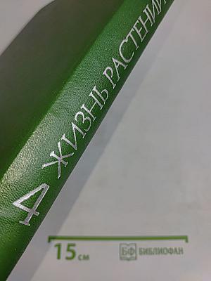 Мхи, плауны, папоротники, голосеменные растения