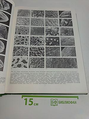 Цветковые растения