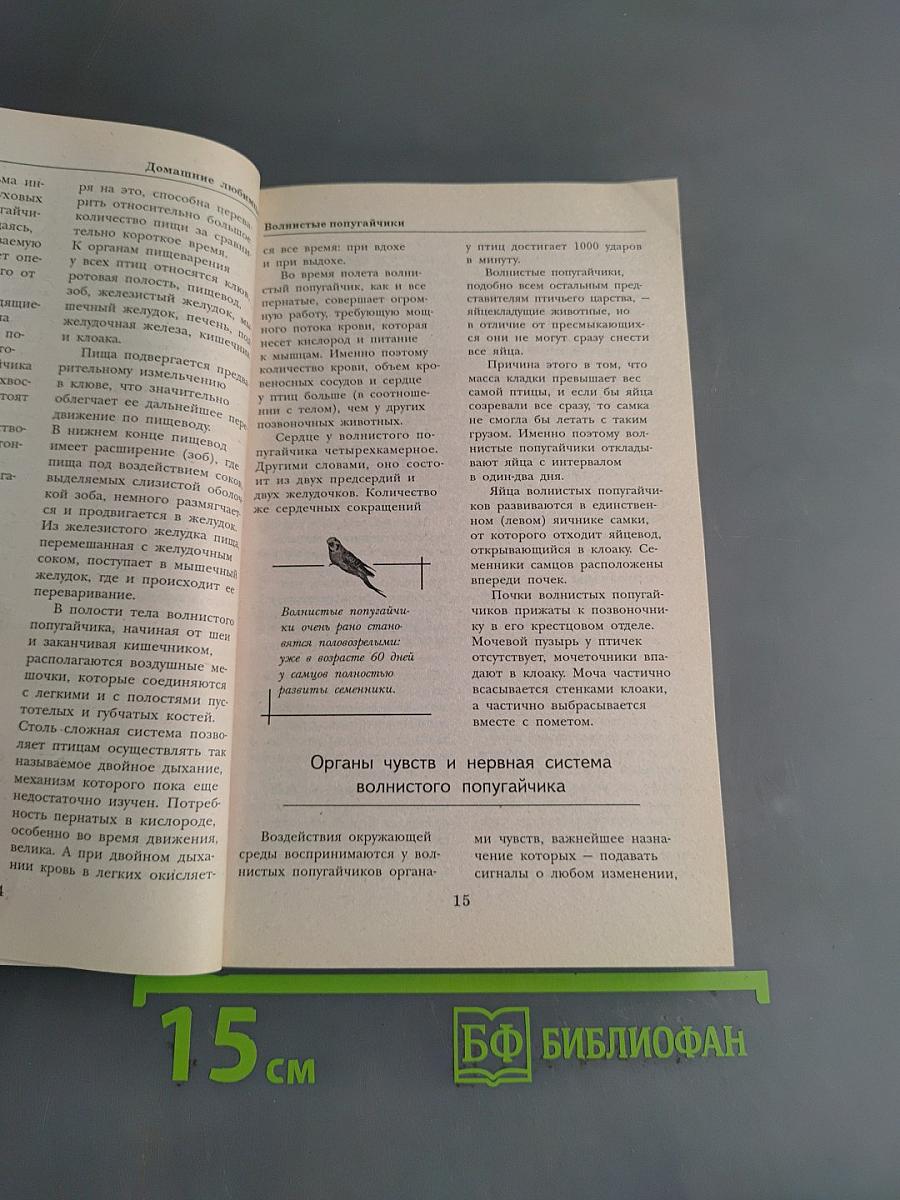 Волнистые попугайчики