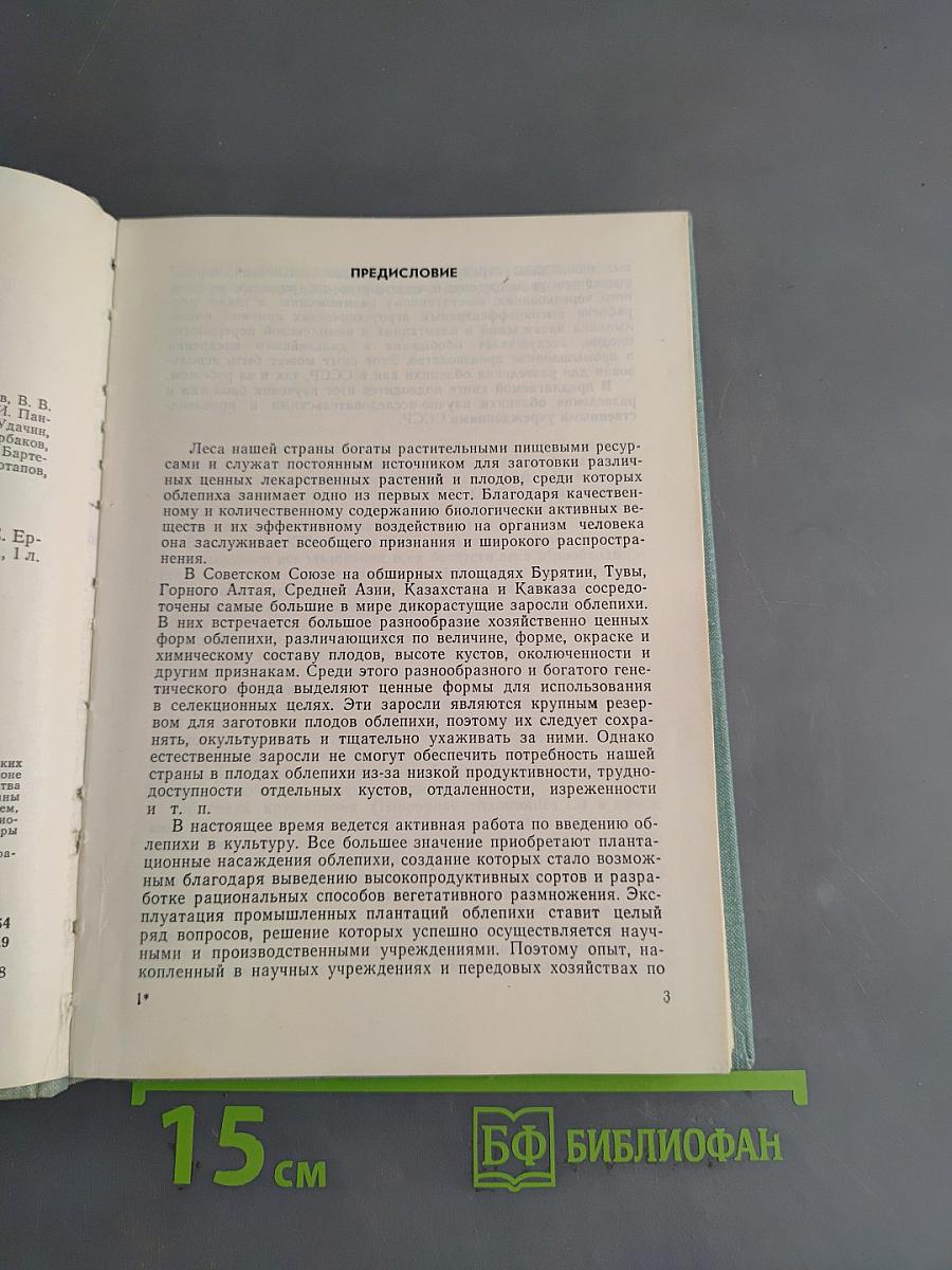 Облепиха