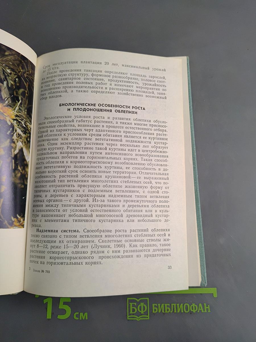 Облепиха