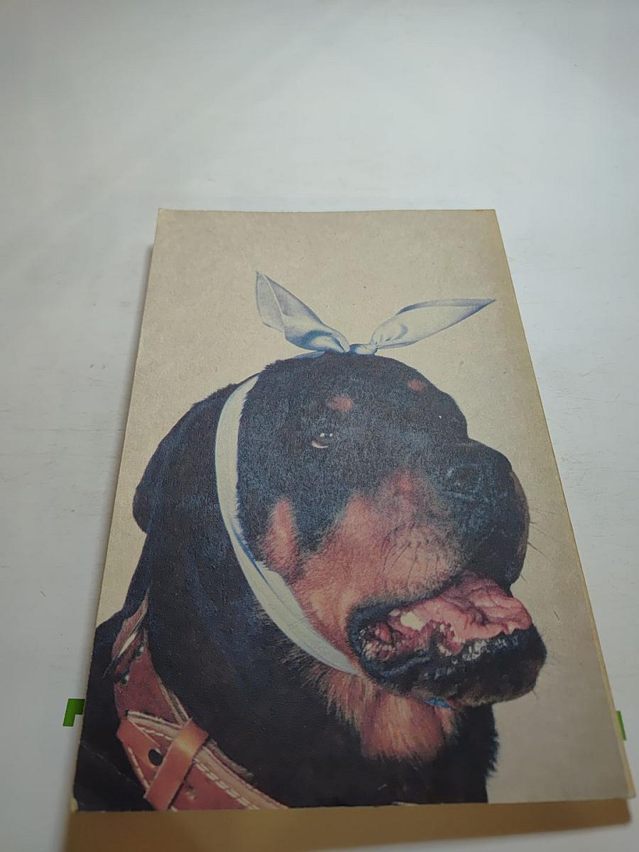 Для любимой собаки