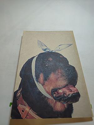 Для любимой собаки