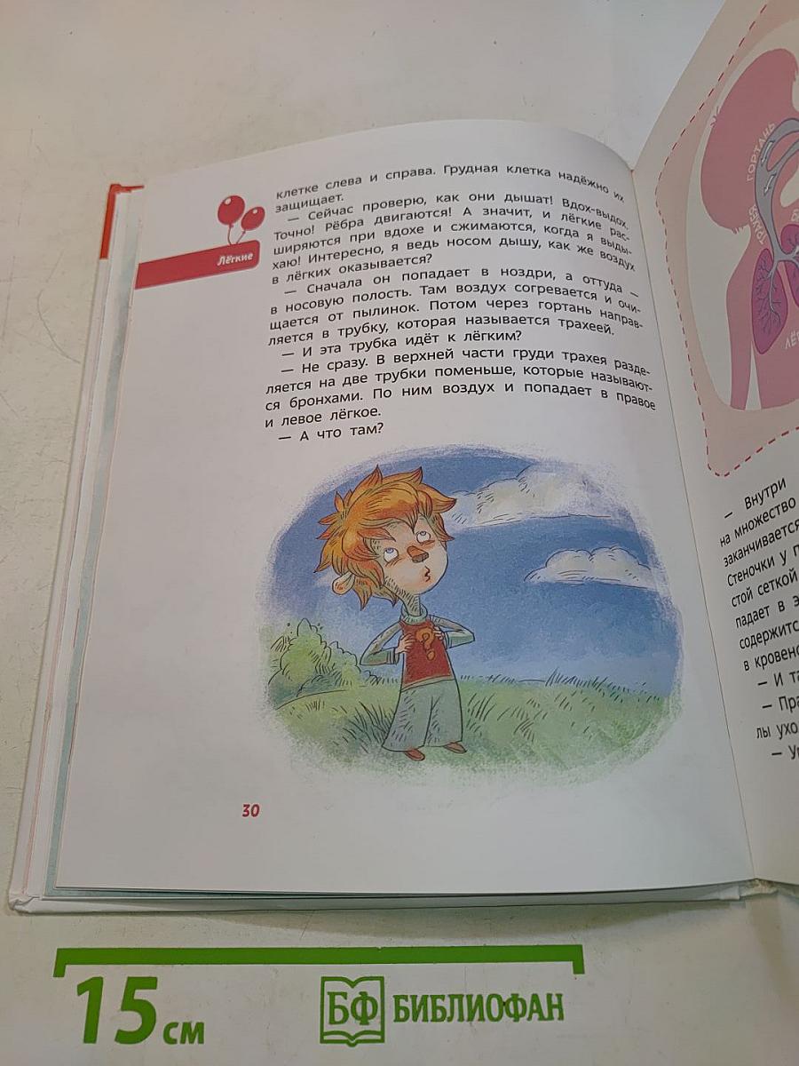Как устроен человек