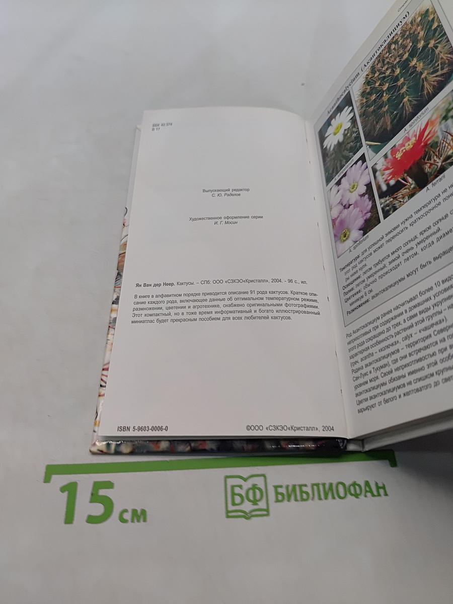 Кактусы