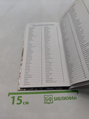 Кактусы